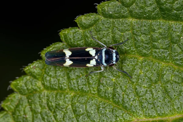 Dospělý Typický Leafhopper Rodu Macugonalia — Stock fotografie