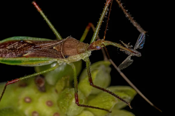 Dorosły Zabójca Bug Plemienia Harpactorini Żerujący Muchach — Zdjęcie stockowe