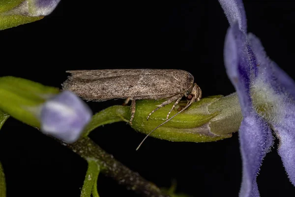 Liten Vuxen Moth Order Lepidoptera — Stockfoto