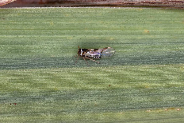 Adult Planthopper Insecta Din Genul Chionomus — Fotografie, imagine de stoc