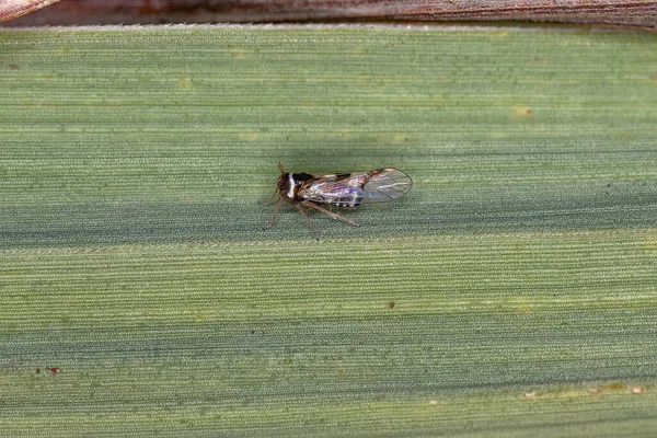 Dorosły Planthopper Owad Rodzaju Chionomus — Zdjęcie stockowe