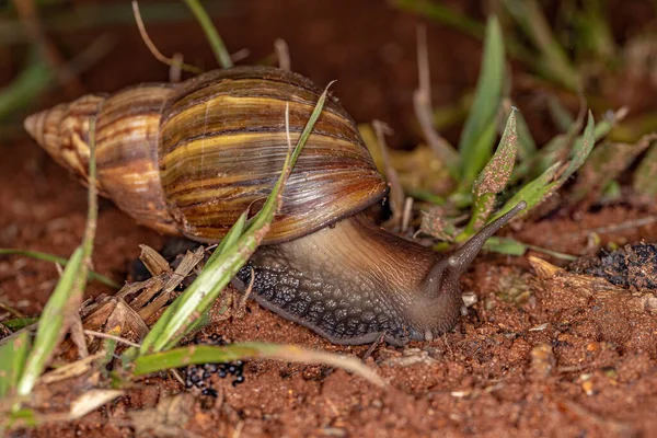 African Giant Snail Species Lissachatina Fulica — Stock Photo, Image