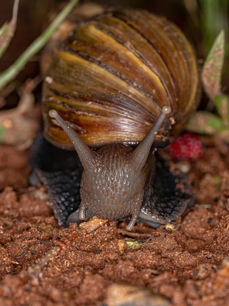 African Giant Snail Species Lissachatina Fulica — Stock Photo, Image