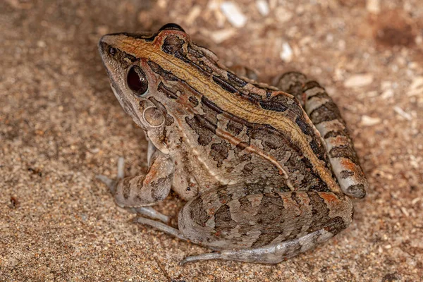 Hvízdající Travní Žába Druhu Leptodactylus Fuscus — Stock fotografie