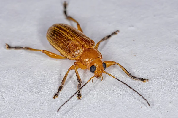 Adult Leaf Beetle Subfamily Eumolpinae — Stock Photo, Image