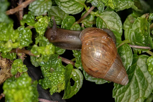 Lumaca Gigante Africana Della Specie Lissachatina Fulica — Foto Stock