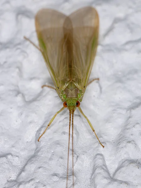 Adult Green Caddisfly Genus Leptonema — Stock Photo, Image