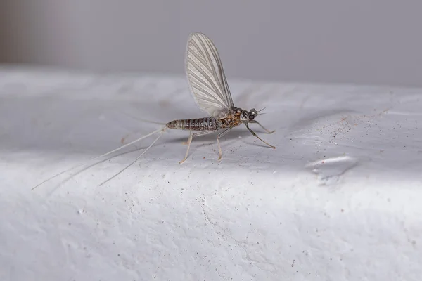 Adult Female Mayfly Του Τάγματος Εφεμερόπτερα — Φωτογραφία Αρχείου
