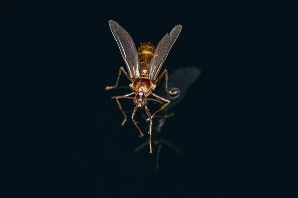 Formiga Asa Macho Adulta Subfamília Myrmicinae — Fotografia de Stock