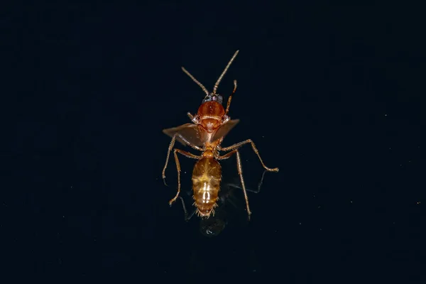 Άντρας Ενηλίκων Winged Ant Της Υποοικογένειας Myrmicinae — Φωτογραφία Αρχείου