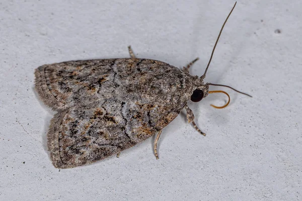 Black Olive Caterpillar Moth Species Garela Nilotica — 스톡 사진