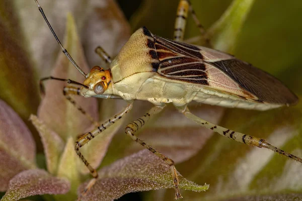 Bug Gênero Hypselonotus Com Pés Folhas Adultas — Fotografia de Stock