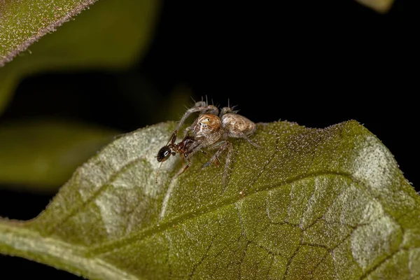 Pequena Aranha Lynx Gênero Hamataliwa Atacando Uma Formiga — Fotografia de Stock