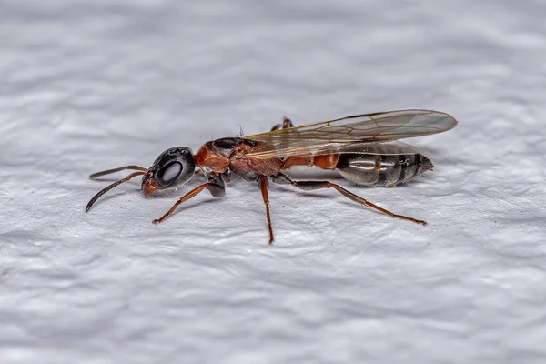 Erwachsene Zweigkönigin Ameise Der Gattung Pseudomyrmex — Stockfoto