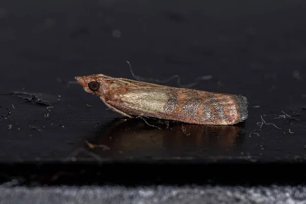Dospělí Indiáni Strava Moth Druhu Plodia Interpunctella — Stock fotografie