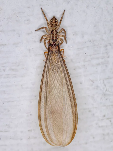 Aranha Salto Pantropical Pequena Espécie Plexippus Paykulli Que Preying Uma — Fotografia de Stock