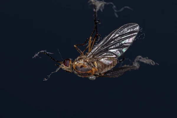 Pszczoła Dorosła Mucha Rodziny Bombyliidae — Zdjęcie stockowe