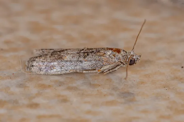 Mała Dorosła Moth Zakonu Lepidoptera — Zdjęcie stockowe