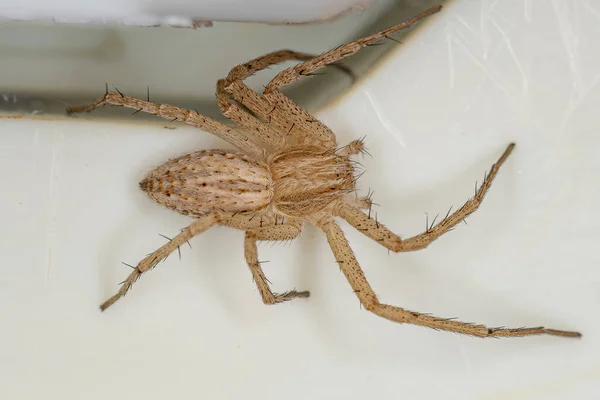 Araignée Crabe Famille Des Philodromidae — Photo