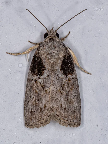 Adult Black Olive Caterpillar Moth Species Garella Nilotica — стокове фото