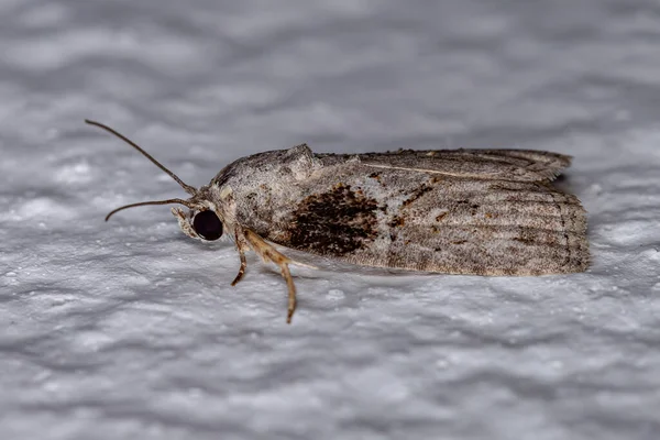 Adult Black Olive Caterpillar Moth Species Garella Nilotica — стокове фото