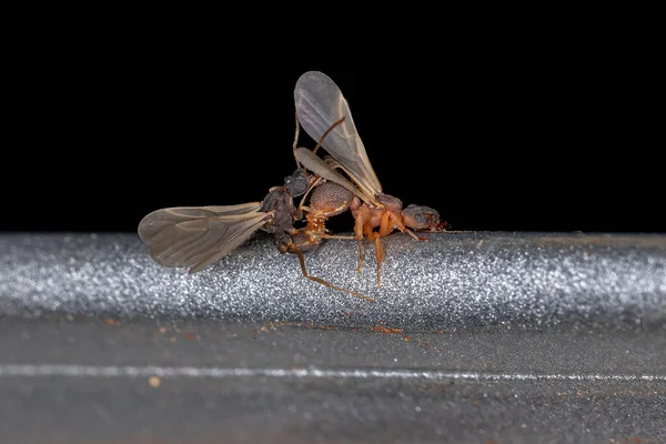 Hormigas Del Género Cyphomyrmex Que Cultivan Hongos Adultos Pequeños Acoplamiento — Foto de Stock