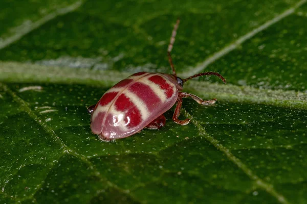 Escarabajo Pulga Adulto Tribu Alticini —  Fotos de Stock