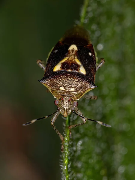 Adulto Apestoso Bug Especie Mormidea Ypsilon —  Fotos de Stock