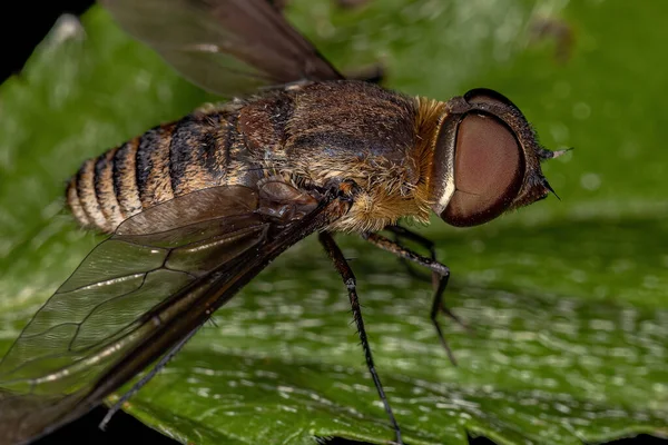 Adult Bee Fly Της Οικογένειας Bombyliidae — Φωτογραφία Αρχείου