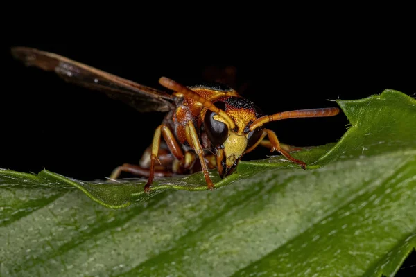 Eumeninae亚科的成年Potter Wasp — 图库照片