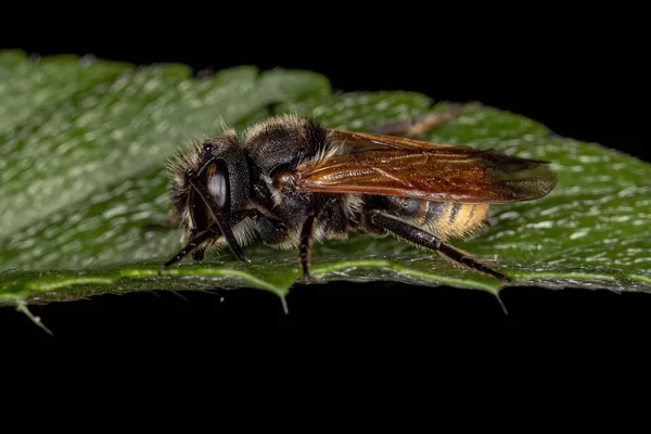 Ausgewachsene Schwarze Biene Der Familie Megachilidae — Stockfoto