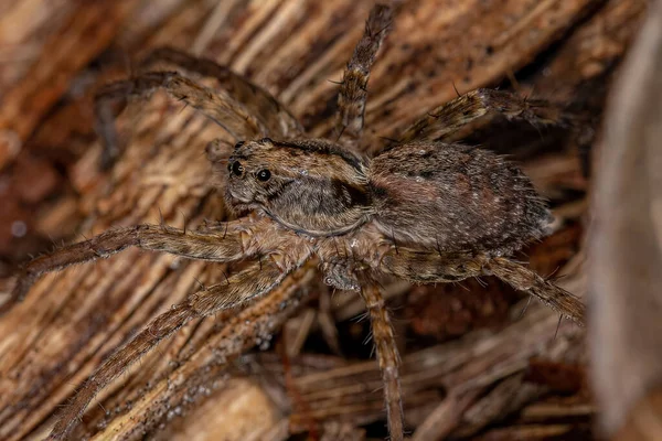 Dospělý Vlčí Pavouk Čeledi Lycosidae — Stock fotografie