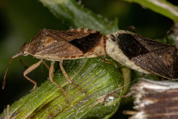 Adulto Pentatomomorfo Bugs Infraordem Pentatomomorpha Acoplamento — Fotografia de Stock
