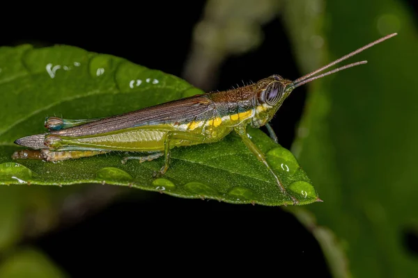 Vuxen Spurthroat Tandpetare Grasshopper Underfamiljen Leptysminae — Stockfoto