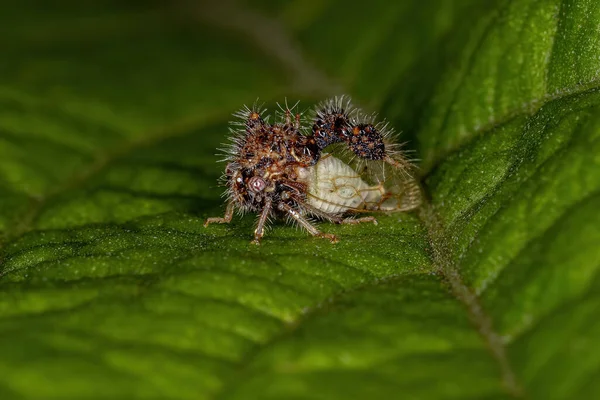 Formigueiro Adulto Treehopper Espécie Cyphonia Clavigera — Fotografia de Stock