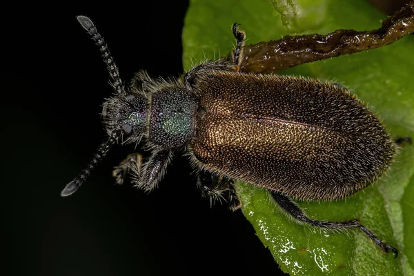Escarabajo Adulto Especie Lagria Villosa — Foto de Stock