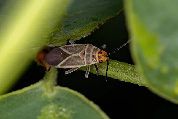 Lygaeidae Ailesinin Yetişkin Tohum Böceği — Stok fotoğraf