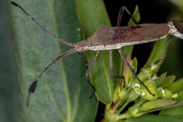 Dospělí Leaf Footed Bugs Rous Chariesterus Coupling — Stock fotografie