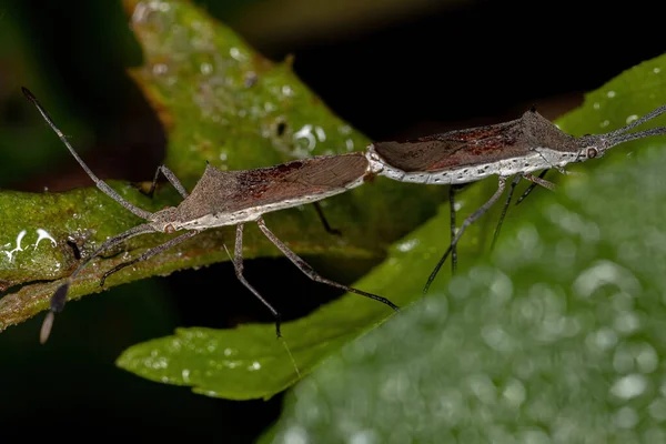 Dorosłe Owady Rodzaju Chariesterus Chariesterus Coupling — Zdjęcie stockowe