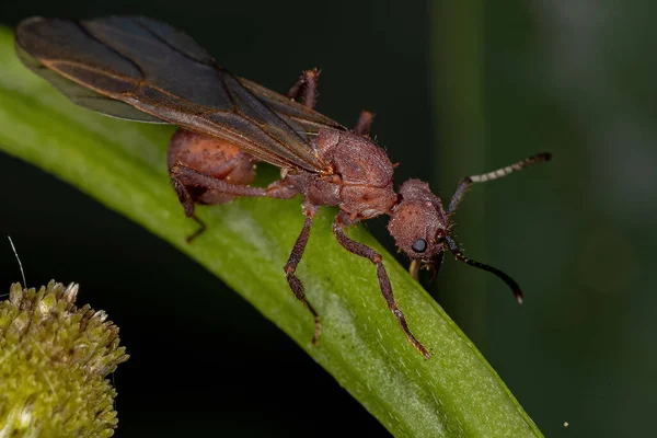 Dorosła Kobieta Acromyrmex Przecinak Liści Queen Ant Rodzaju Acromyrmex — Zdjęcie stockowe