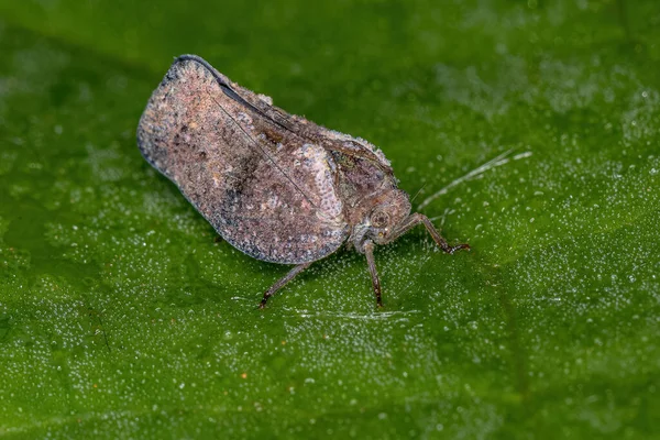 Flatidae Család Kifejlett Planthopper Rovara — Stock Fotó