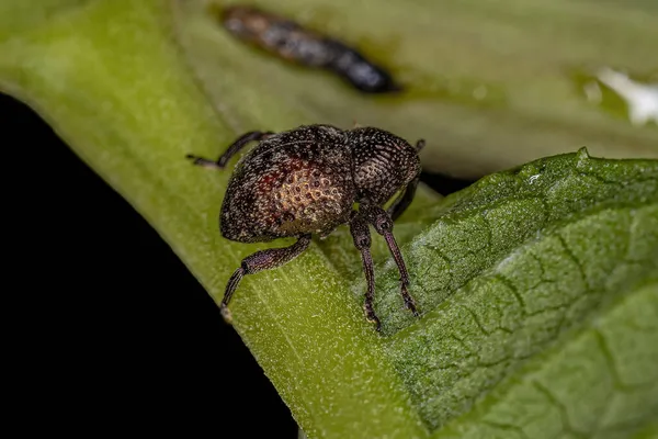 Adulții Adevărați Weevil Din Genul Chalcodermus — Fotografie, imagine de stoc