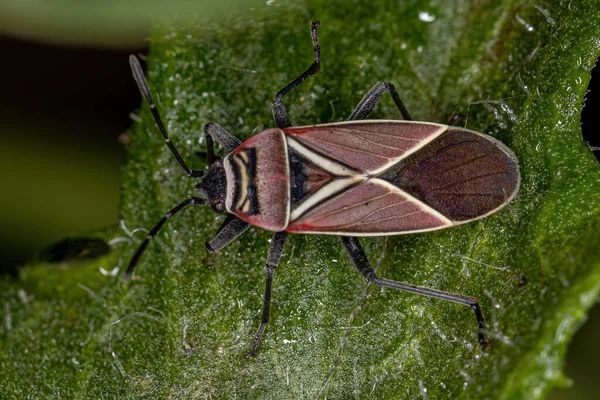 Dorosły Bug Rodzaju Neacoryphus Neacoryphus — Zdjęcie stockowe