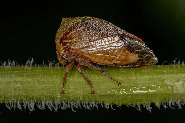 Dorosły Buffalo Treehopper Plemienia Ceresini — Zdjęcie stockowe