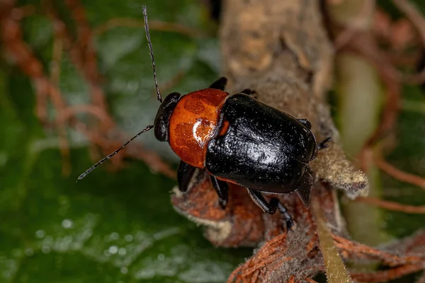 Escarabajo Portador Casos Adultos Subfamilia Cryptocephalinae — Foto de Stock