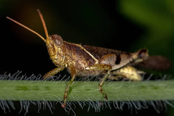 Grasshopper Adulto Chifres Curtos Família Acrididae — Fotografia de Stock