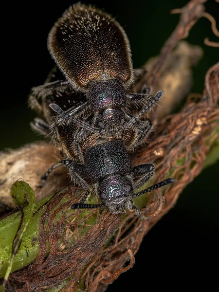 Ausgewachsene Langgelenkkäfer Der Art Lagria Villosa — Stockfoto