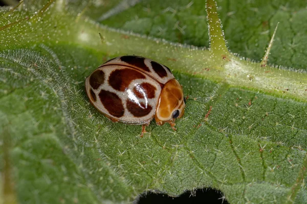 Adult Common Lady Escarabajo Especie Cycloneda Conjugata — Foto de Stock