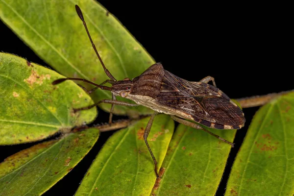 Ενηλίκων Leaf Footed Bug Της Φυλής Hypselonotini — Φωτογραφία Αρχείου