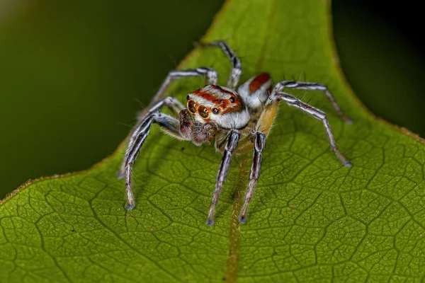 Masculino Adulto Saltando Araña Del Género Chira —  Fotos de Stock